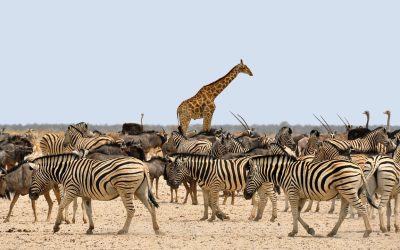 Exploring Etosha National Park: A Guide to Namibia’s Wildlife Wonderland 🦁🐘